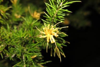 sulphur-yellow spider flower