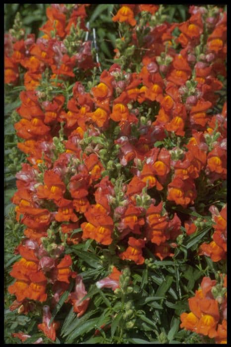 snapdragon 'Chimes Bronze'