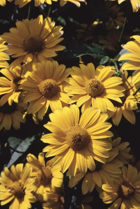 North American ox-eye 'Light of Loddon'