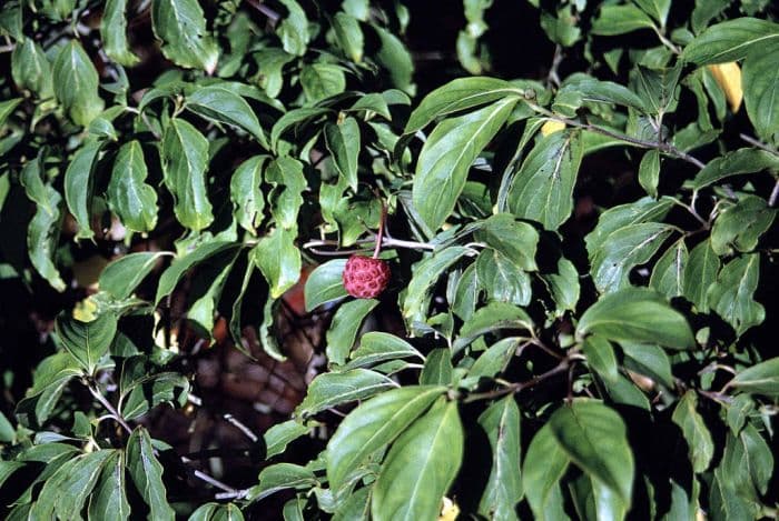 dogwood 'Norman Hadden'