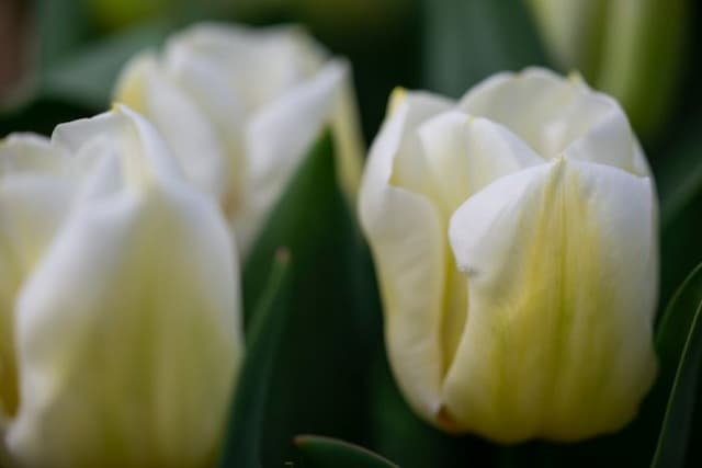 Tulip 'Calgary'