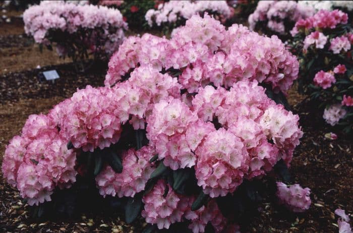 rhododendron 'Fantastica'