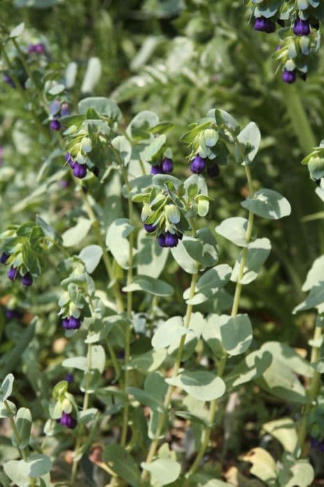 honeywort 'Purpurascens'