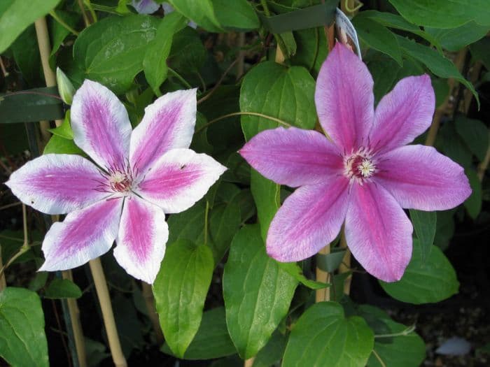 clematis 'Carnaby'