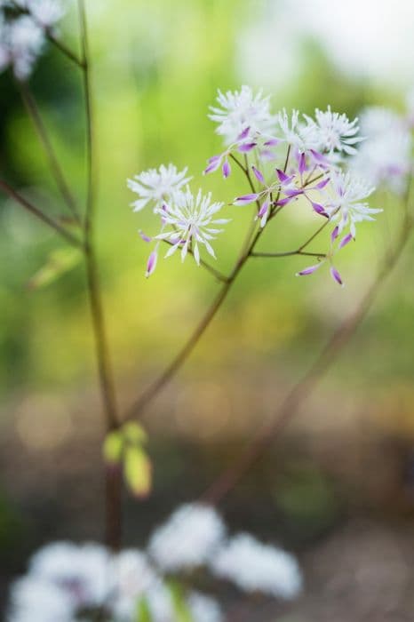 thread-like meadow rue