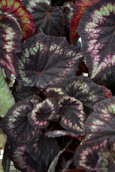 begonia 'Helen Lewis'