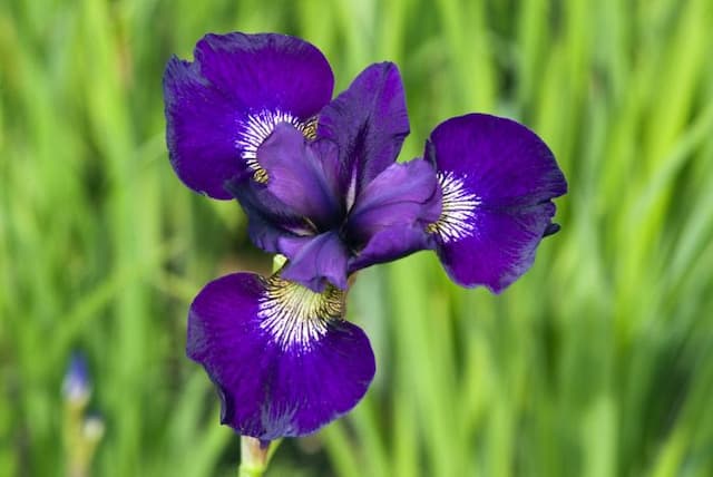 Siberian iris 'Teal Velvet'