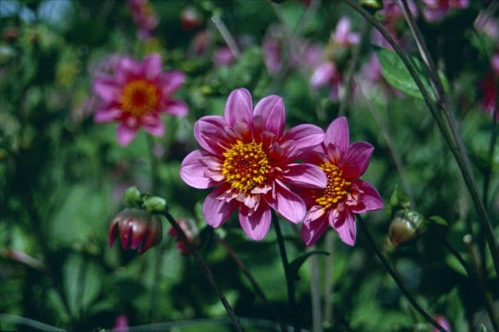 dahlia 'Twyning's Pink Fish'