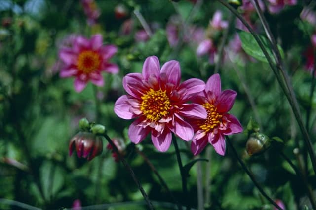 Dahlia 'Twyning's Pink Fish'