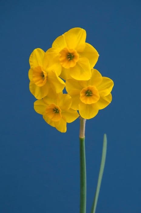 daffodil 'Kokopelli'