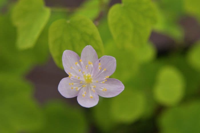 rue anemone 'Amelia'