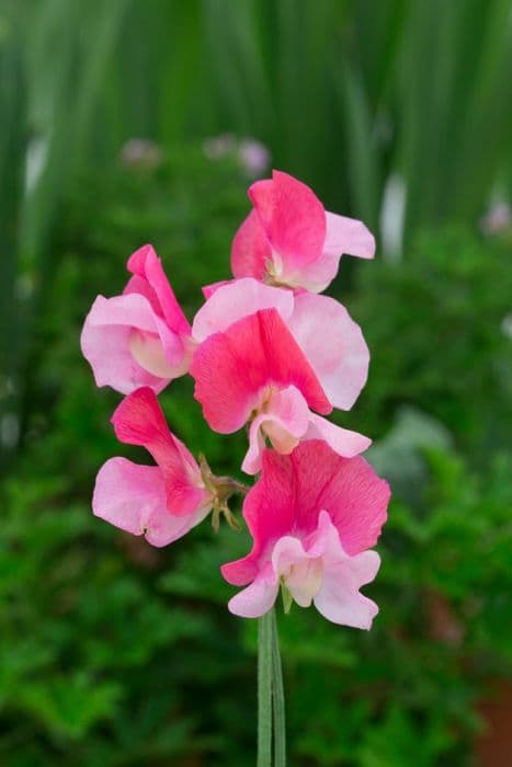 sweet pea 'Duo Salmon'