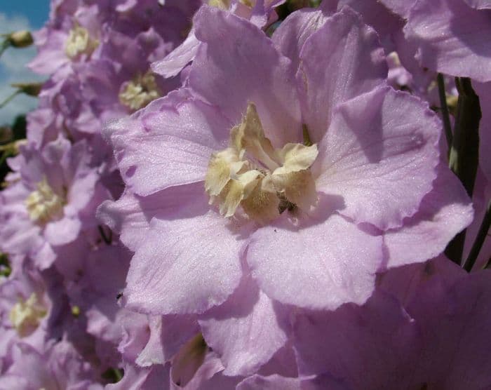 delphinium 'Claire'