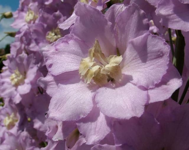 Delphinium 'Claire'