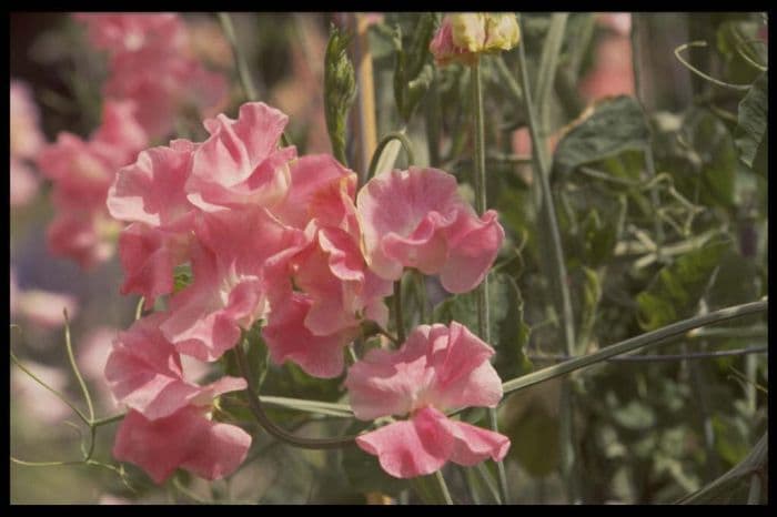 sweet pea 'Lizbeth'