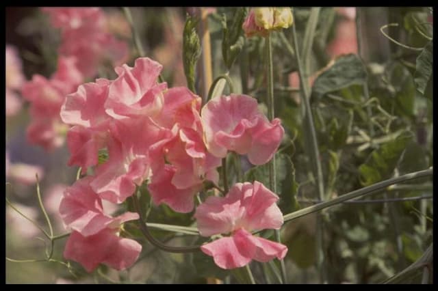 Sweet pea 'Lizbeth'