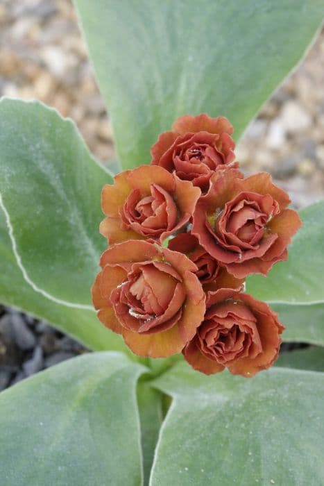 Auricula 'Cinnamon'