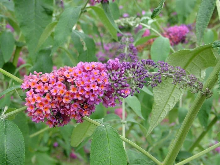 butterfly bush 'Bicolor'