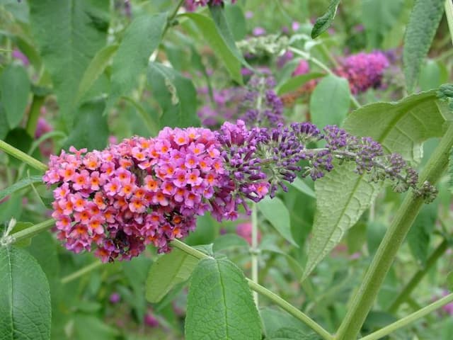 Butterfly bush 'Bicolor'