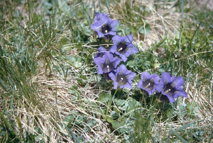 stemless gentian