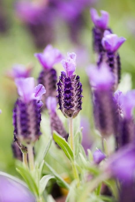 French lavender 'Provençal'