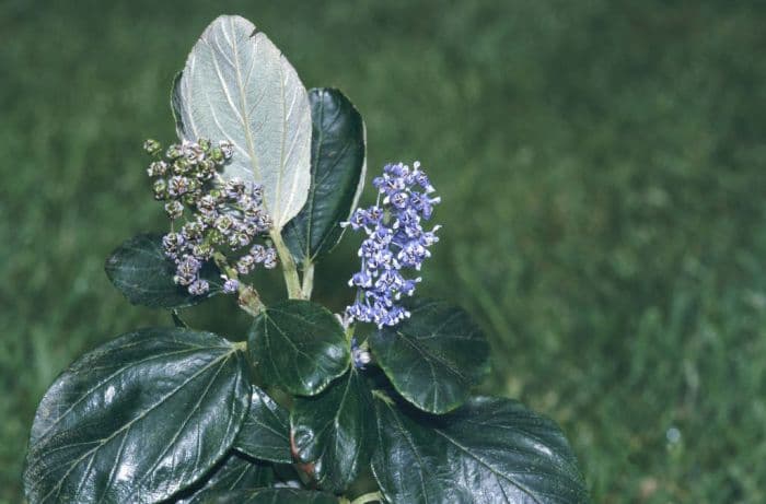 Californian lilac 'Trewithen Blue'