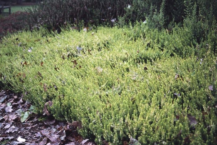 heather 'Westwood Yellow'