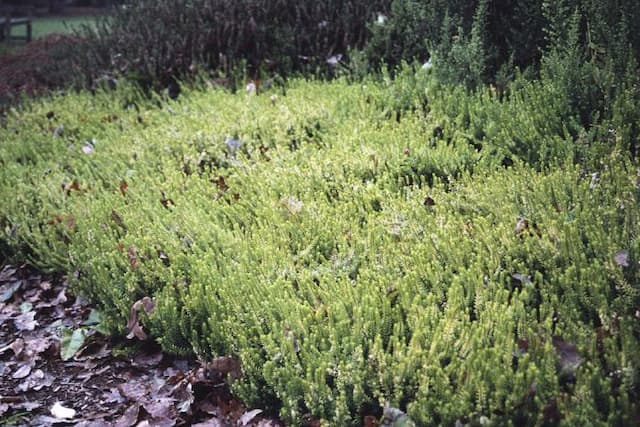 Heather 'Westwood Yellow'