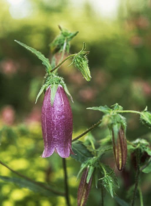 long-flowered harebell 'Pink Chimes'