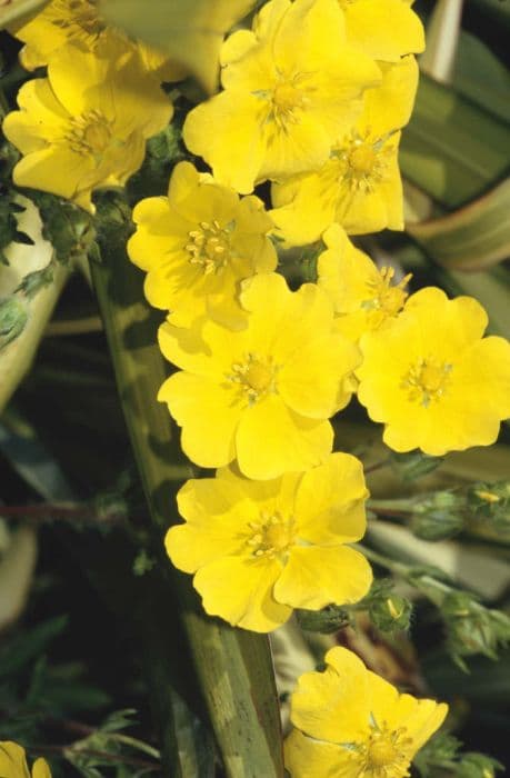 sulphur cinquefoil 'Warrenii'