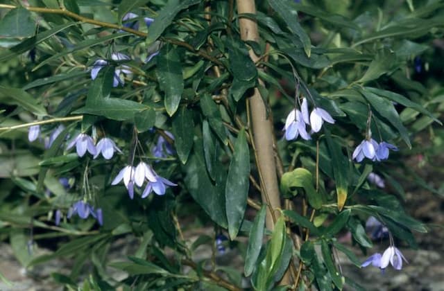 Bluebell creeper