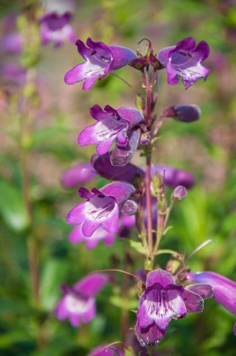 penstemon 'Bodnant'