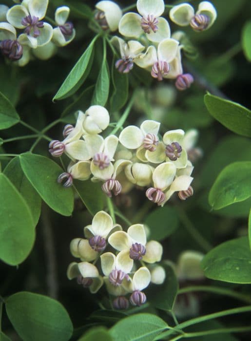 chocolate vine 'Shirobana'