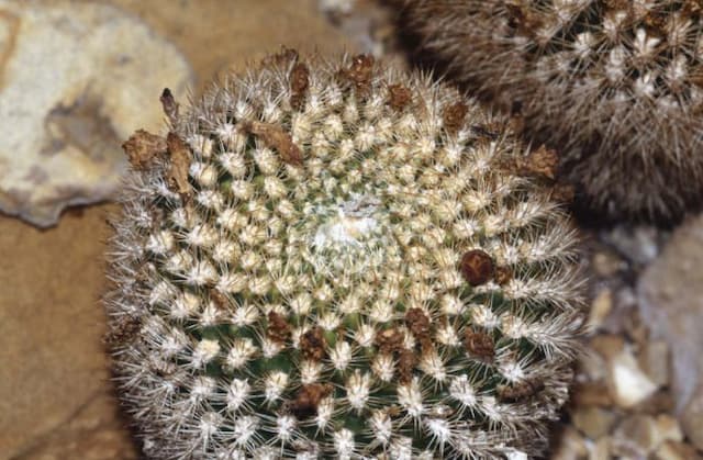 Pulquina crown cactus