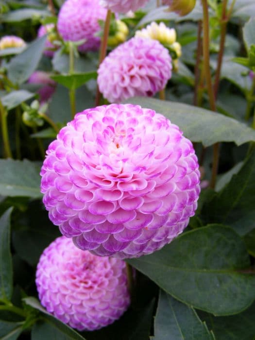 dahlia 'Rhonda Suzanne'