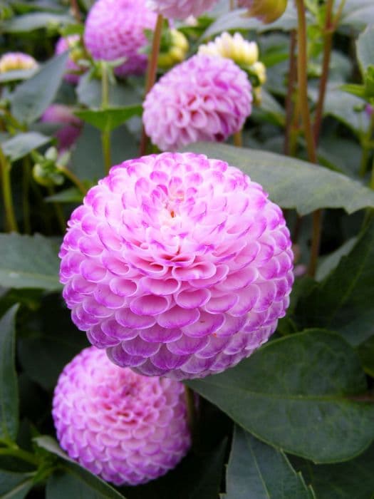 dahlia 'Rhonda Suzanne'