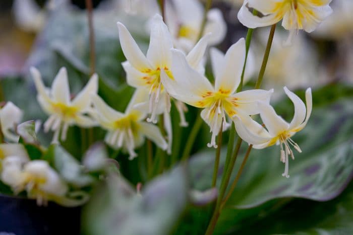 fawn lily 'Brocklamont Inheritance'