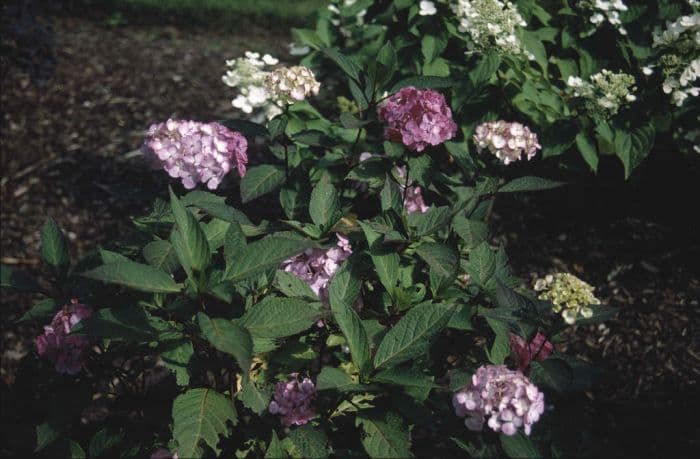 hydrangea 'Preziosa'