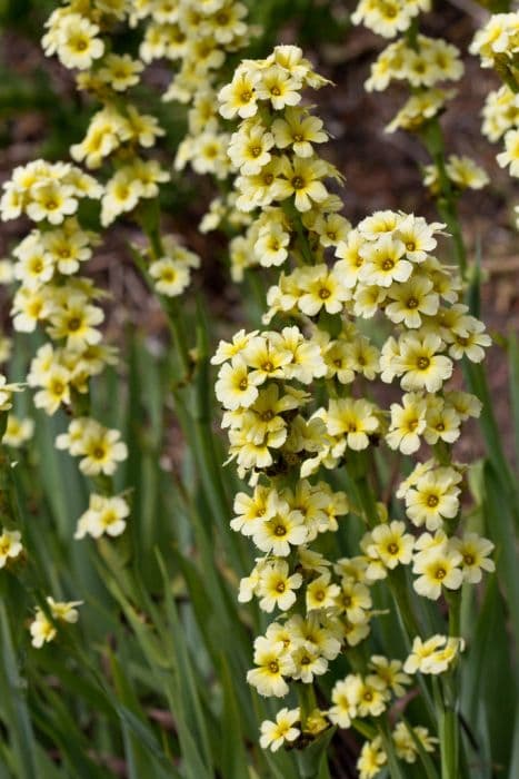 pale yellow-eyed grass