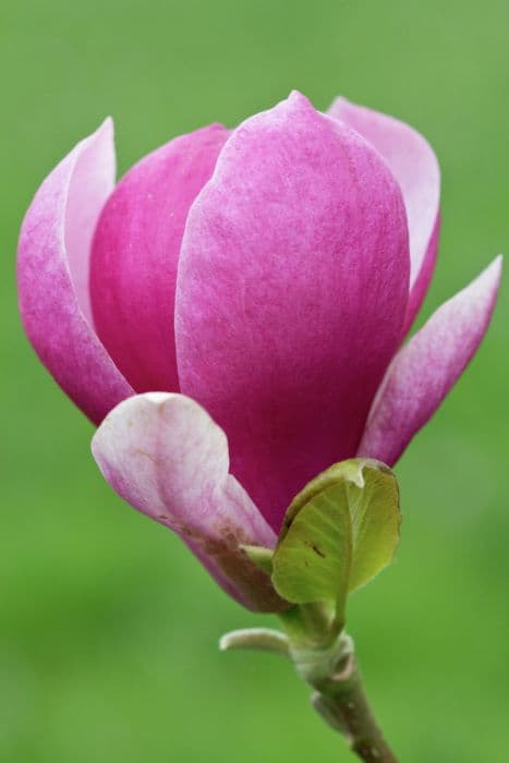 magnolia 'Joe McDaniel'