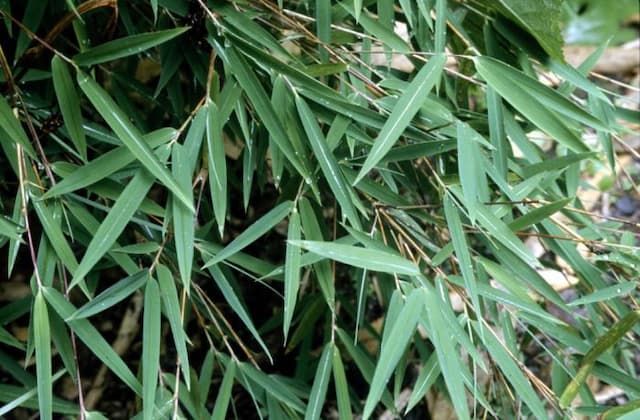 Chinese fountain bamboo 'Nymphenburg'