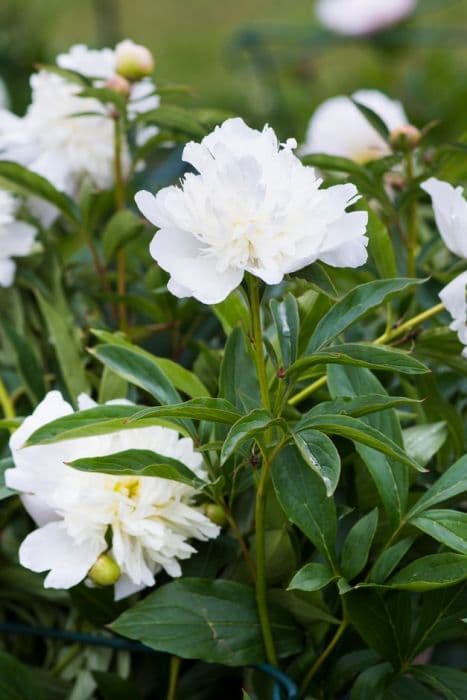 peony 'Primevère'