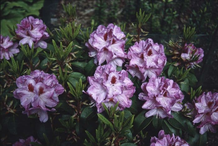 rhododendron 'Mrs Furnivall'