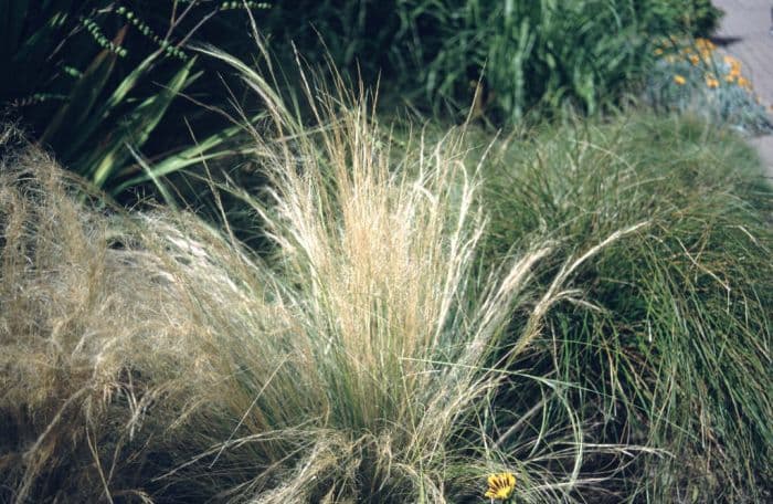 Mexican feather grass