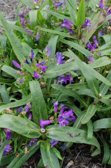 penstemon 'Blue Riding Hood'