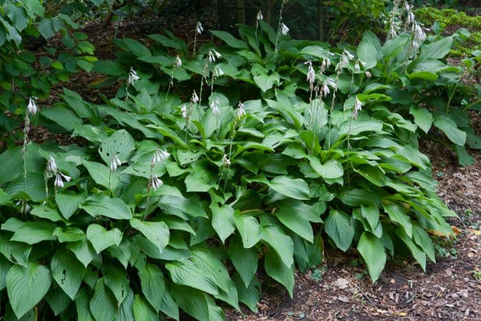 straight-leaved plantain lily