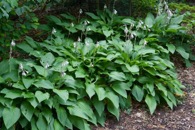 Straight-leaved plantain lily