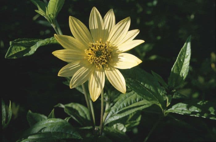 sunflower 'Lemon Queen'