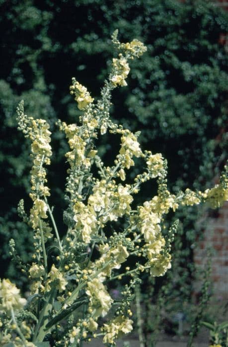 mullein 'Gainsborough'