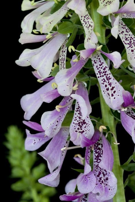 foxglove 'Serendipity'